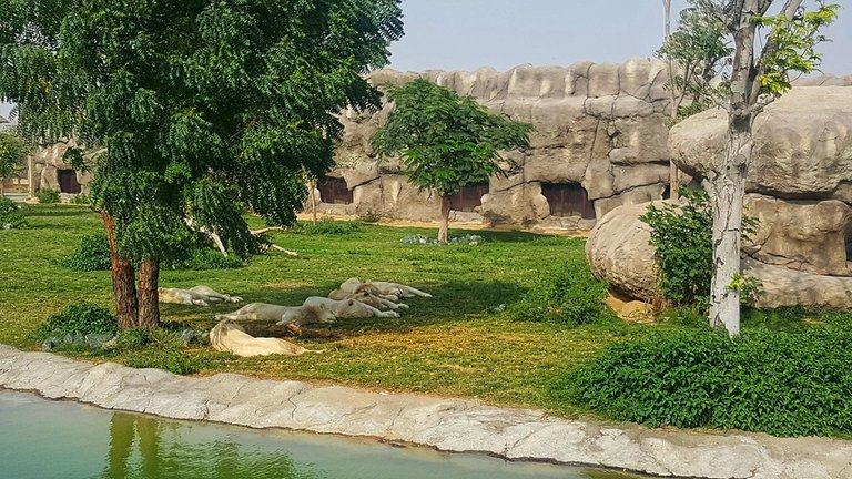 dubai_zoo_20_01.jpeg