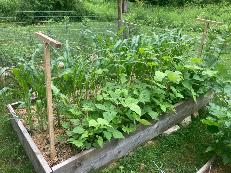 Green beans - June 29