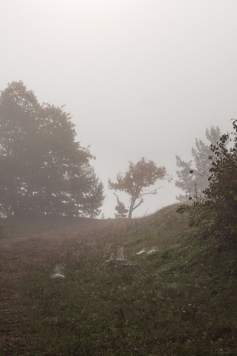 The Leaves are Falling - Autumn is here - Fog and Spider Webs