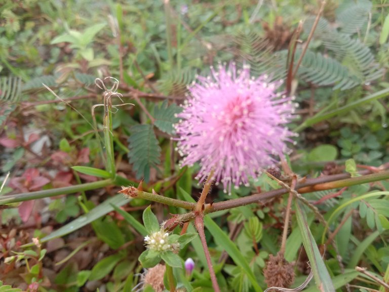 Shameplant flower photo.