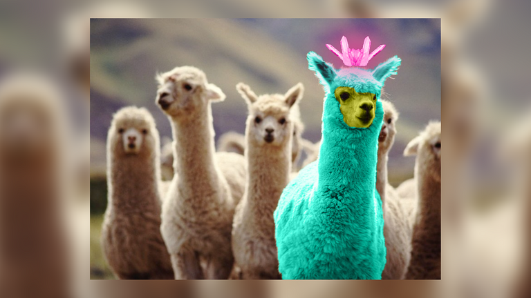 llama1.png