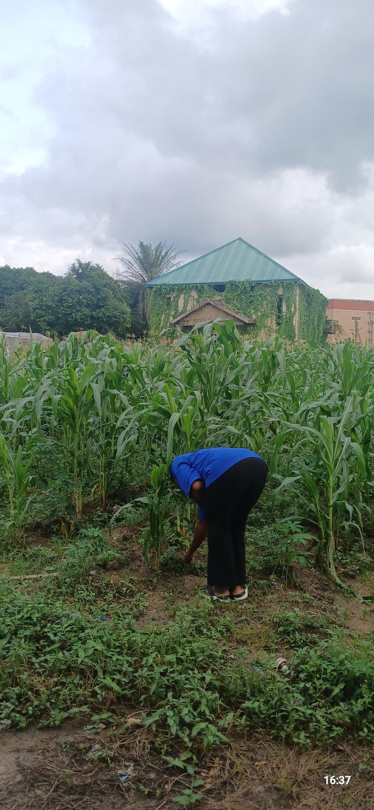 Stopped by after class today to check on my crops