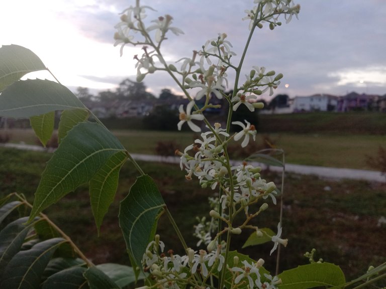 Neem Flowers.