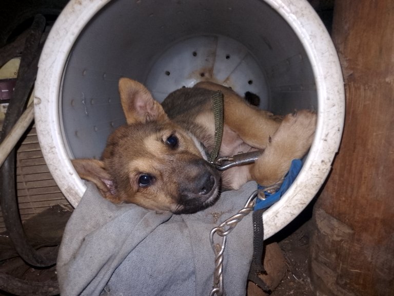 Pinu in his make shift dog house made from washing machine dryer