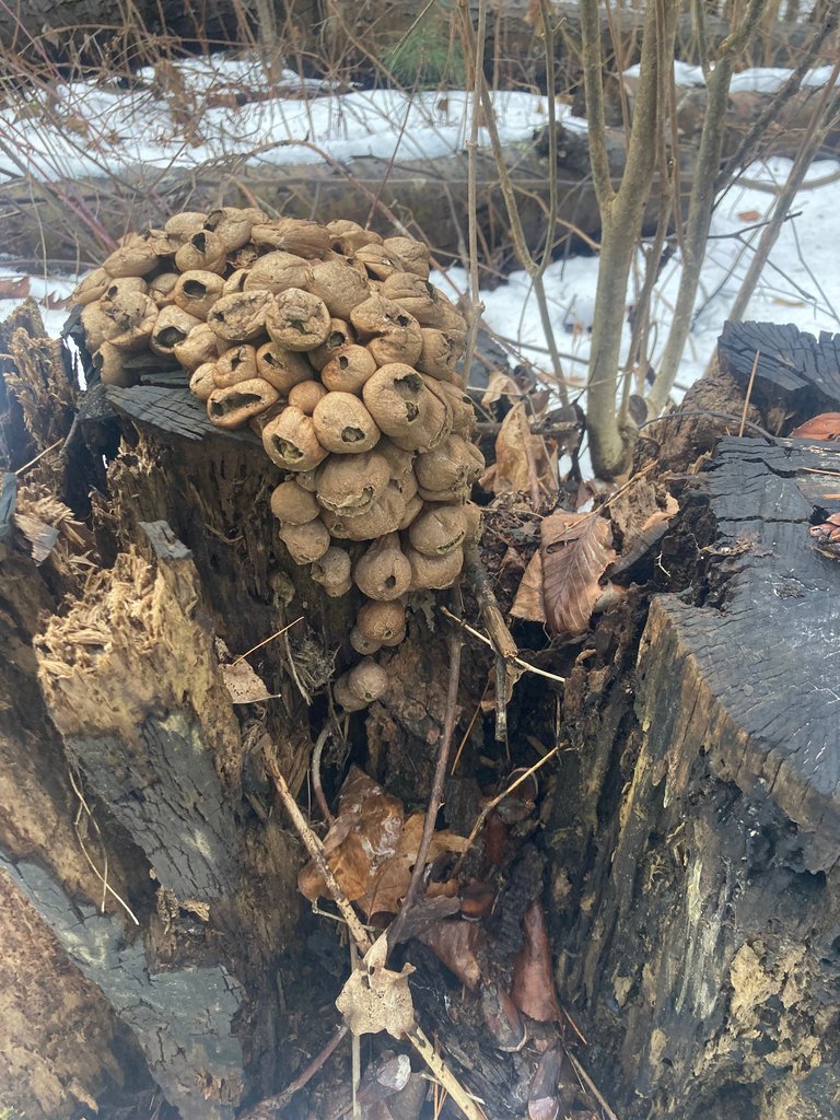 Puffballs