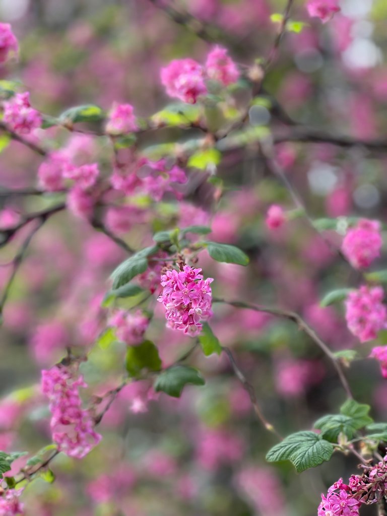 pink flower