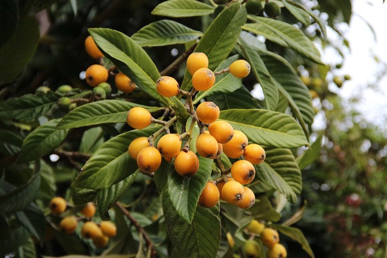 1280-462346759-loquat-fruit-on-tree.jpg