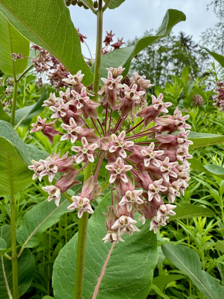 Milkweed