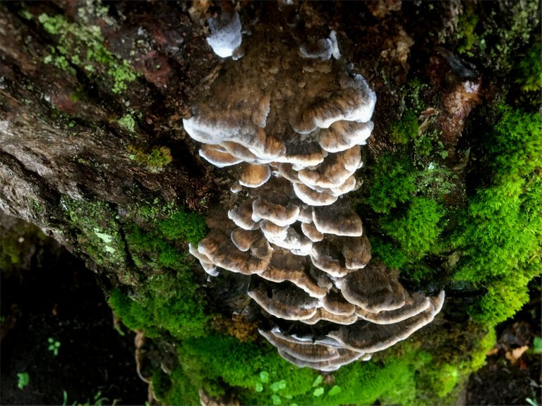 trametes_versicolor.jpg