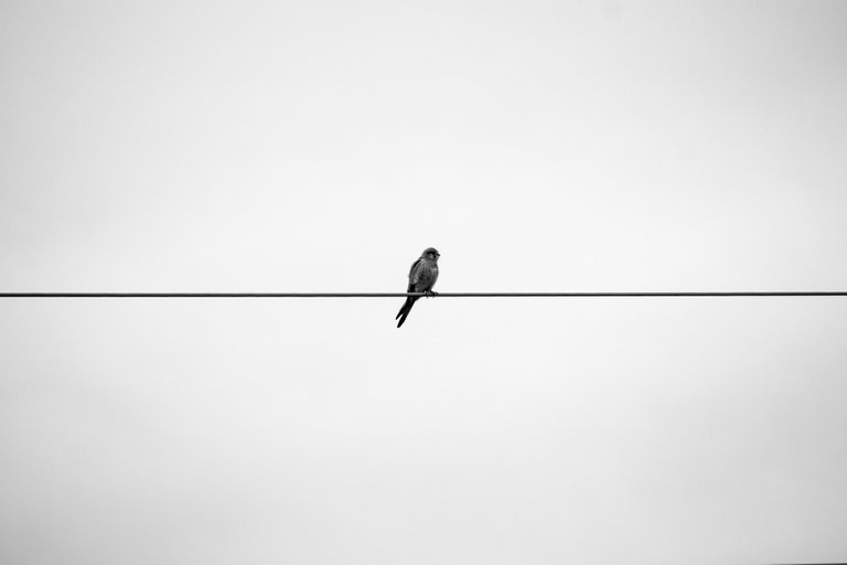 bw_birds_kestrel_img_9851.jpg