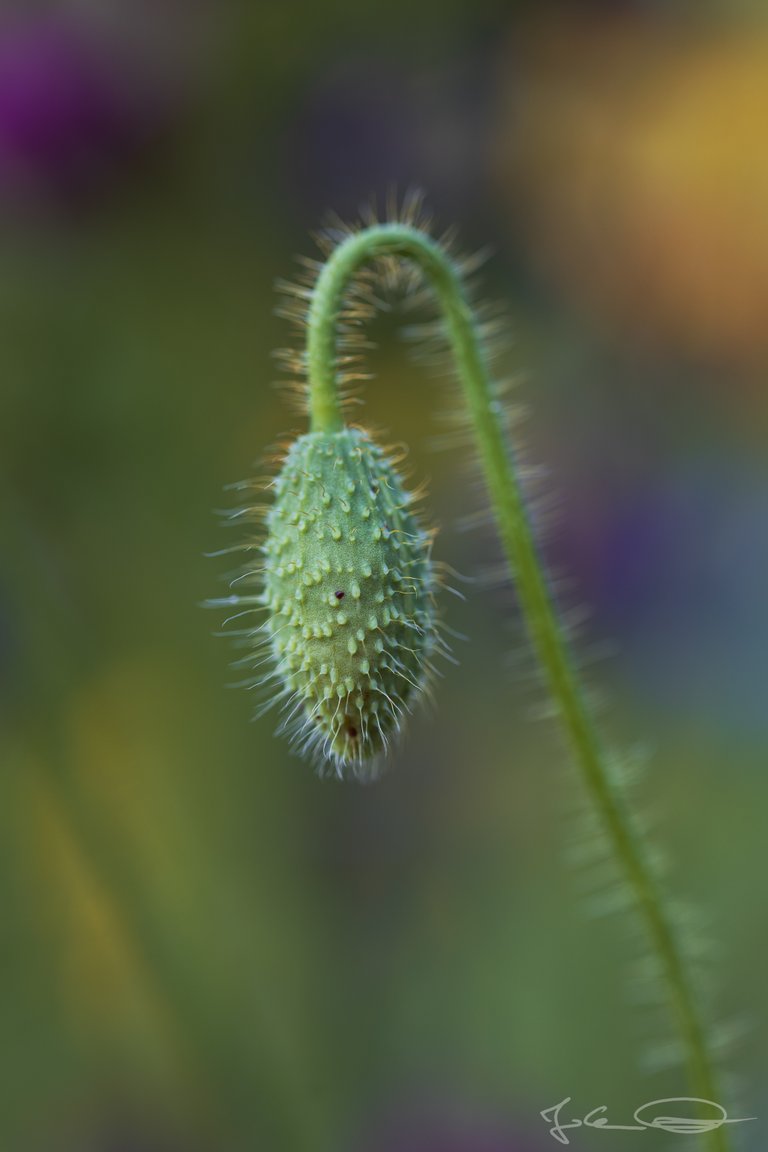 Hive AlphabetHunt Poppy Flower