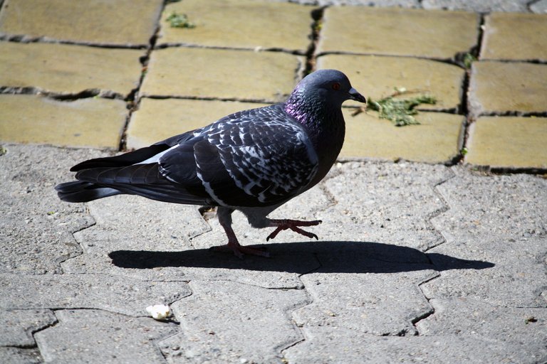 rock_pigeon_01.jpg