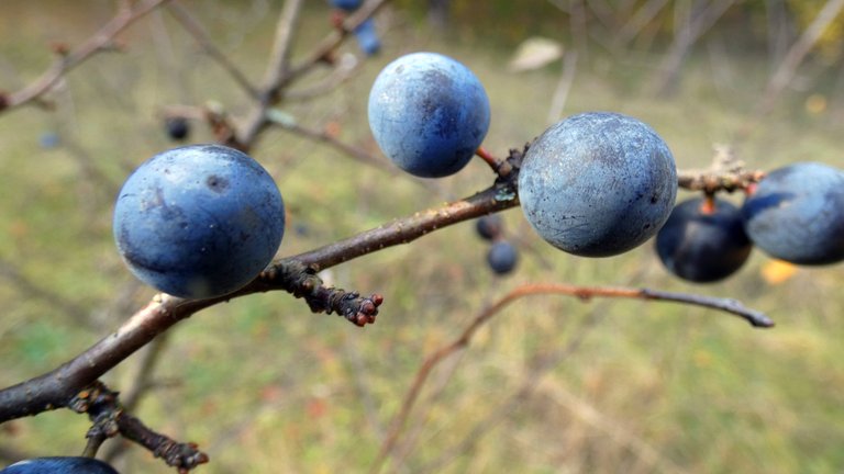 Blackthorn, underestimated fruit of the forest - blackthorn tincture