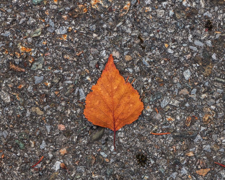 The Leaves are Falling - Autumn is here - Fog and Spider Webs