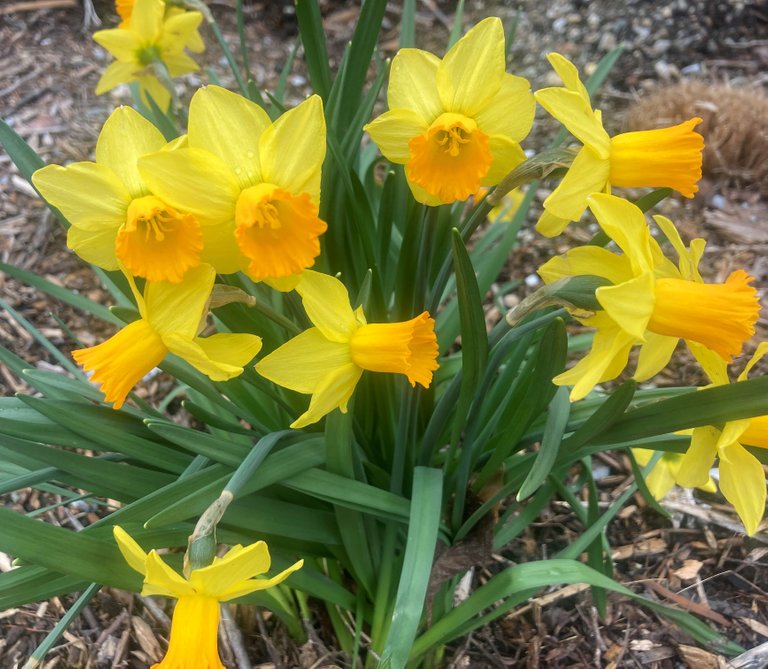 Orange/Yellow Daffodil