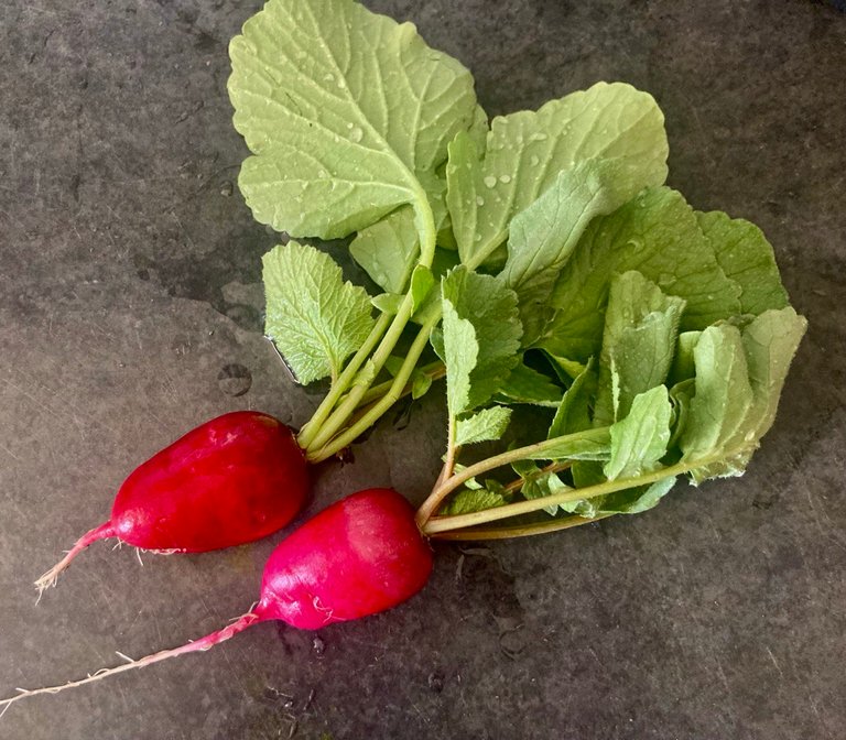 first 2 radishes