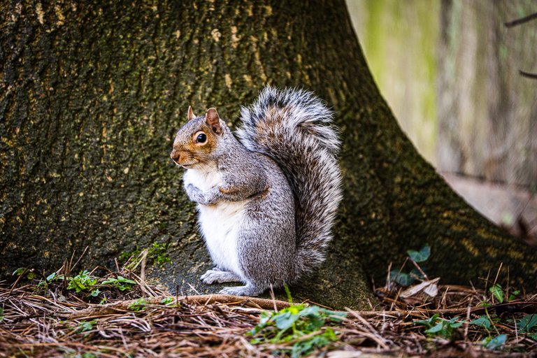 A grey squirrel sits at the base of the tree