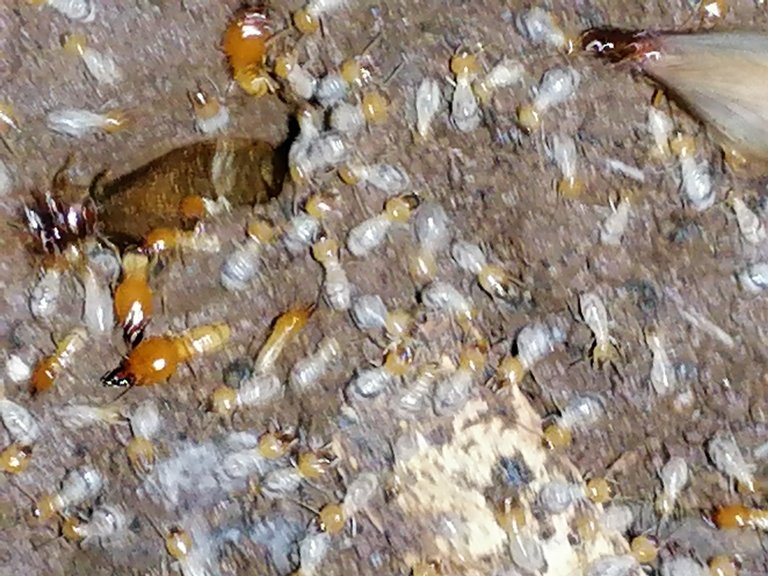 termites on the ground looking for some tree or house to evade