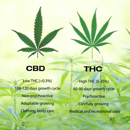 a_cbd_vs_thc