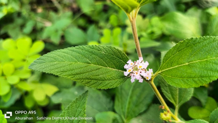 Light pink photography among green trees