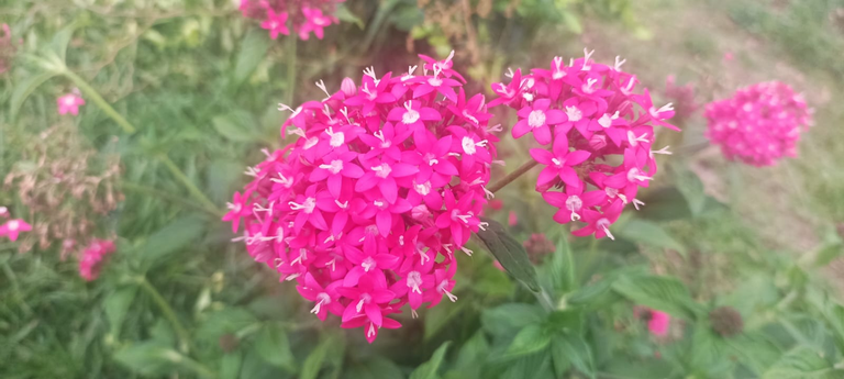 Stars on Earth. Phone Photography Contest - #106 (ESP/ENG)