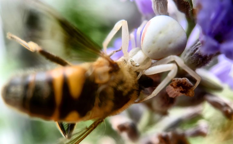 🕷 When the Predator is a Pebble: Life Lessons from a White Spider in My Garden