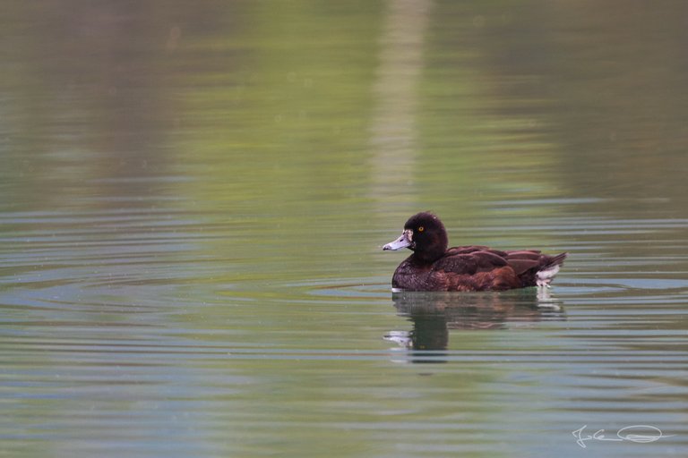 Hive AlphabetHunt Tufted Duck
