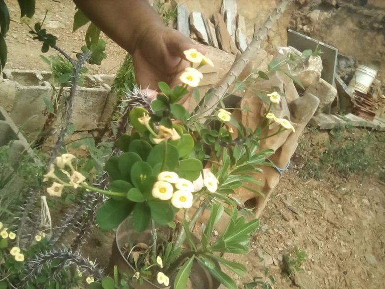 The few flower plants that escape the drought//Las pocas plantas de Flores qué escapan de la sequía 