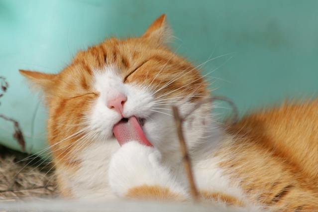 LauraCat.jpg