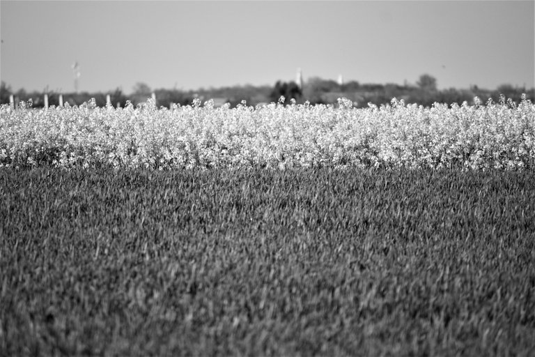 bw_field_img_956d8_2_.jpg