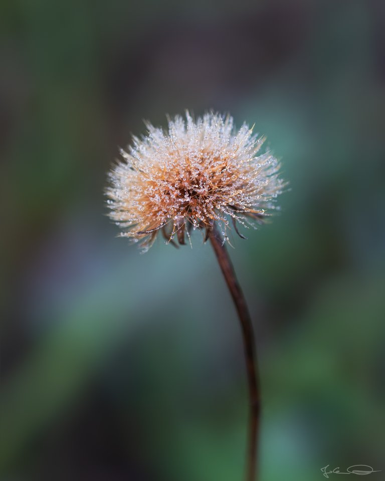 Wet Flower - Dew Drops