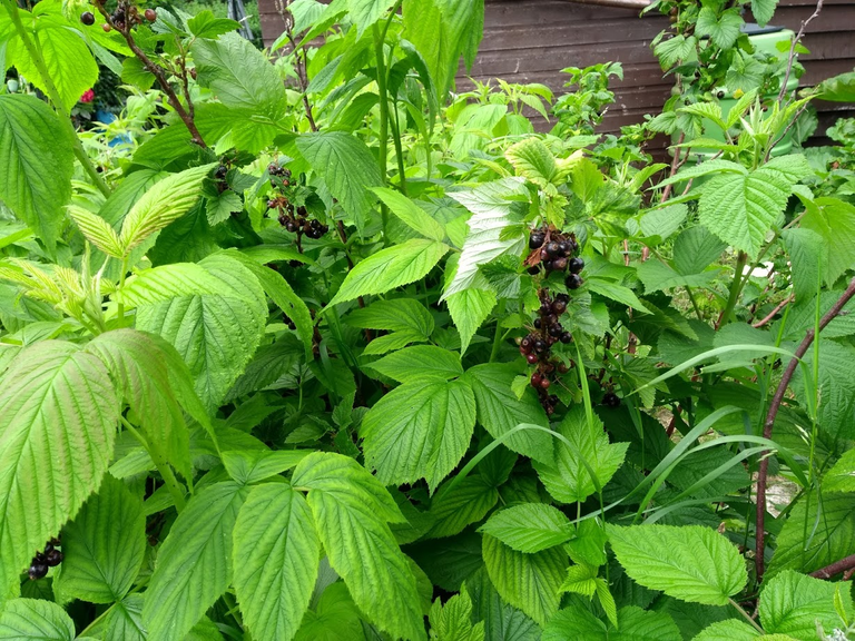 Blackcurrants