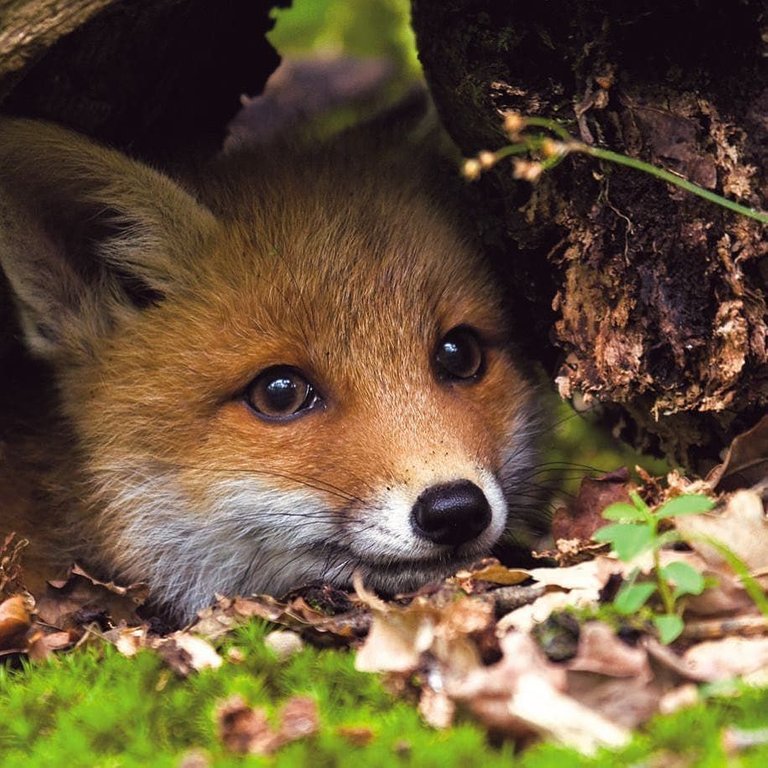 domesticated_or_wild_foxes_are_both_cute_and_resourceful.jpg