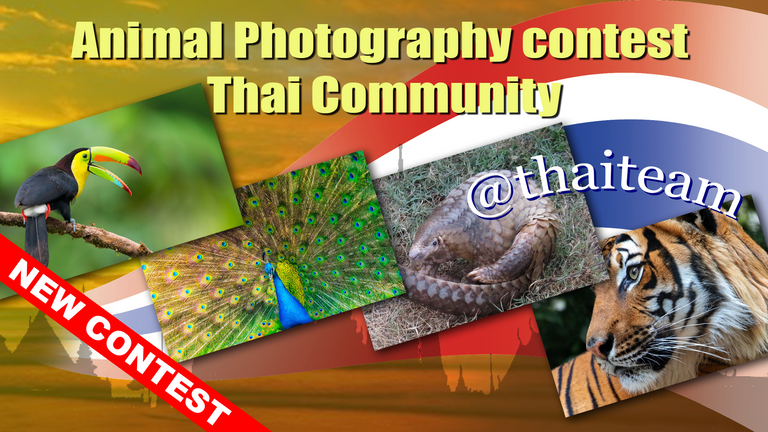 animal_photography_contest_4.png