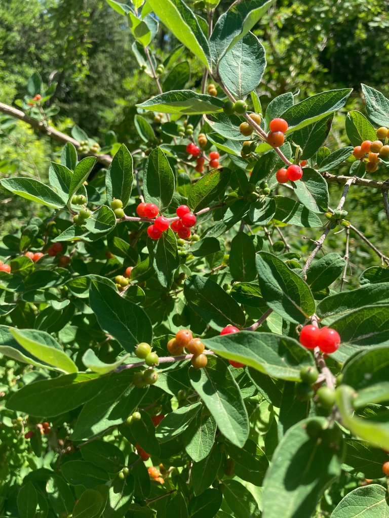 honeysuckle