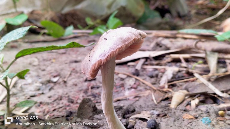 Silky Rosegill