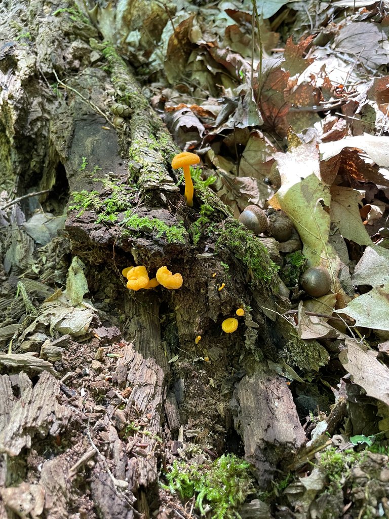 Tiny orange mushrooms