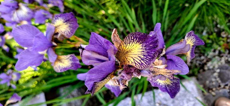 Purple Flowers – a Romantic Note of Spring/Fioletowe kwiaty – romantyczna nuta wiosny