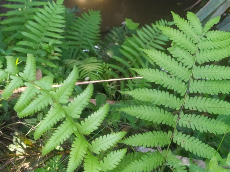 The leaves look very big.