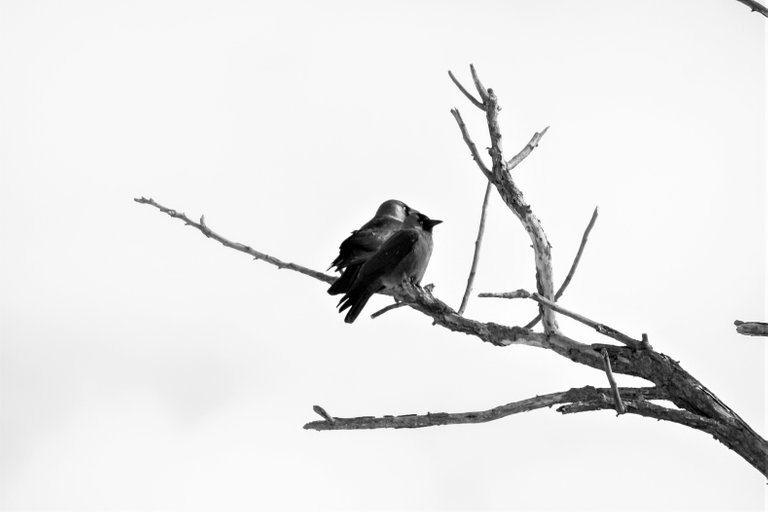 bw_jackdaw_08