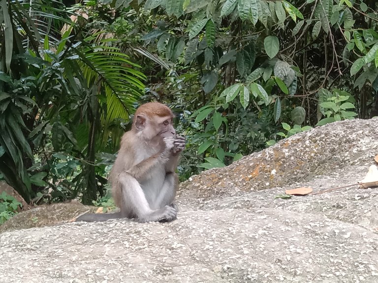 Macaques.