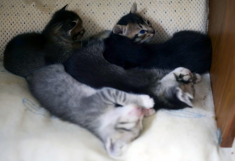 Half of our kittens only!