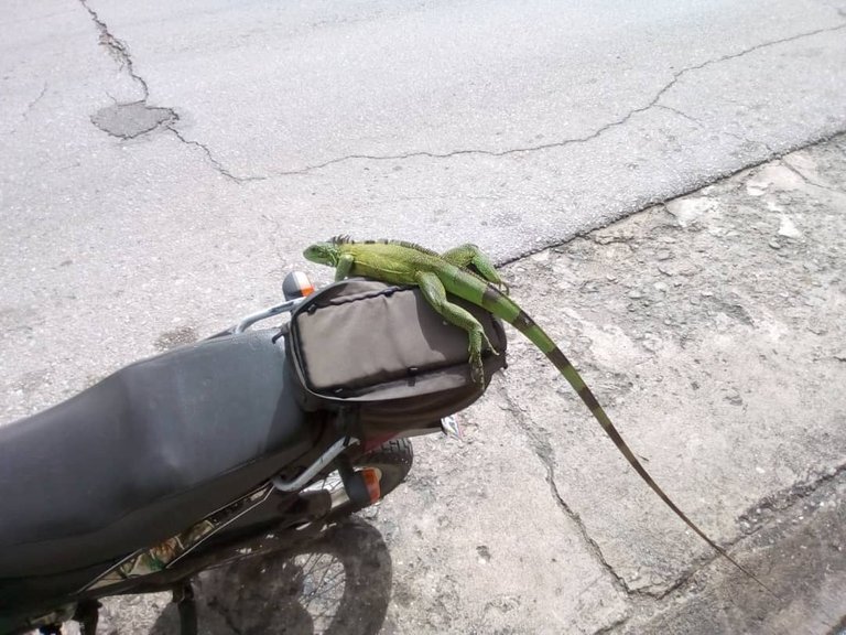 bild_lil_iguana_amilcar14.jpg