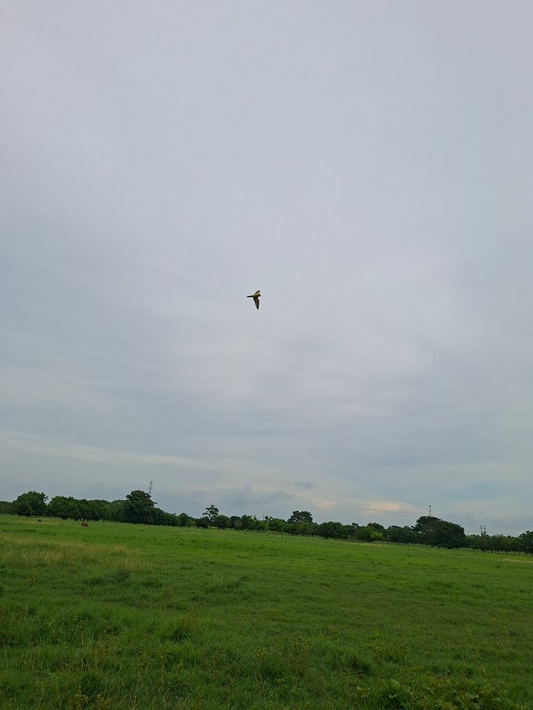 Impresionante vuelo de ave /
