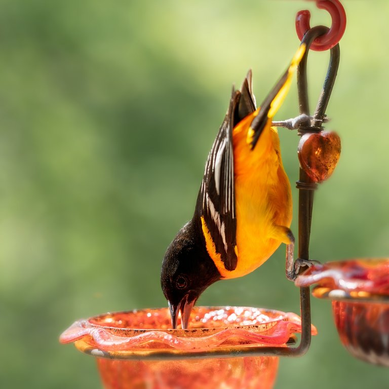 Baltimore Oriole