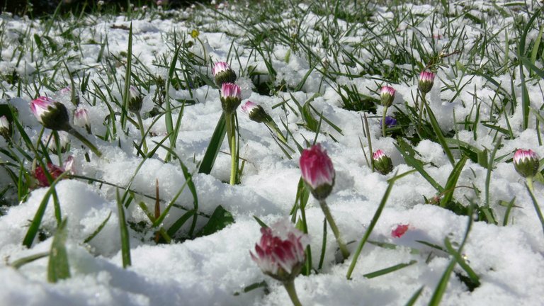 gartenblumen_im_schnee_23_.jpg