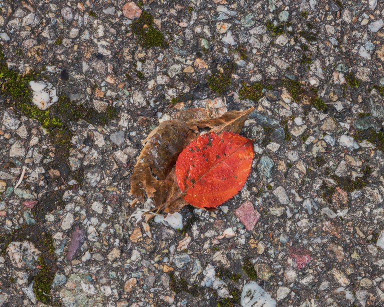 The Leaves are Falling - Autumn is here - Fog and Spider Webs