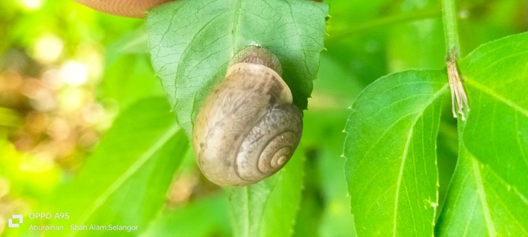 small snail clinging green leaf photographery 