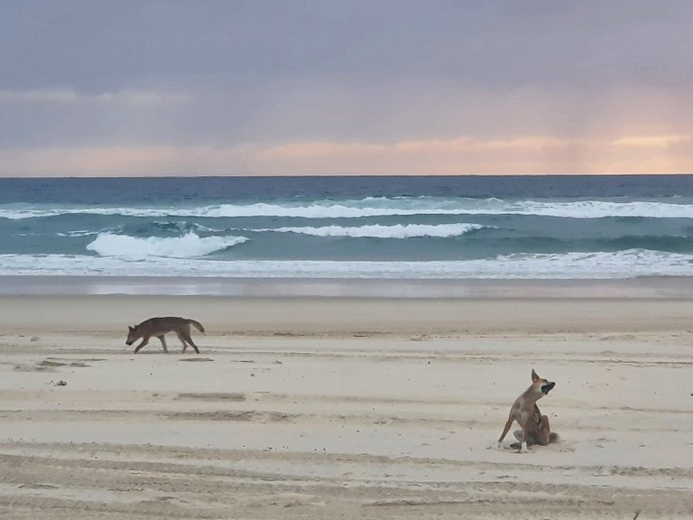 fraser_island_oct_2020_286.jpg