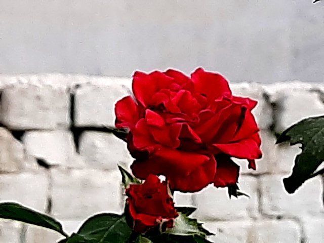 red_rose_1